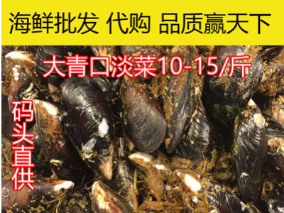连云港鲜活贝类销售海虹贻贝 青口贝 淡菜 海鲜贝类水产品批发