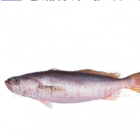 进口现货海鲜冻鱼乌拉圭黄尾鱼 钩牙皇石首鱼 一手货源大量供应