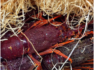 刘兴水产鲜活澳洲进口龙虾950g 澳龙 鲜活水产 优质澳龙大龙虾