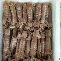 批发熟冻皮皮虾 虾蛄 虾爬子虾虾虎滨州厂家直销冷冻水产皮皮虾