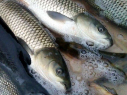论文解读：饲料中黄曲霉素的含量水平对肯尼亚养殖鱼的潜在影响