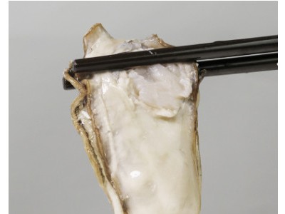 威海乳山牡蛎生蚝10斤鲜活水产海鲜即食海蛎子贝类现捕直供顺丰邮