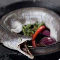 产地货源野生海鱼白鳝鲜活新鲜水产海鲜海鳝刺身海鳗干烧蒲鳗鱼片
