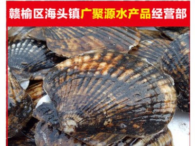 连云港海产品批发扇贝新鲜扇贝野生海水养殖海鲜冷冻扇贝批发图3