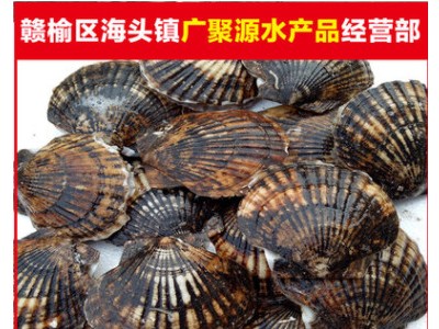 连云港海产品批发扇贝新鲜扇贝野生海水养殖海鲜冷冻扇贝批发图2