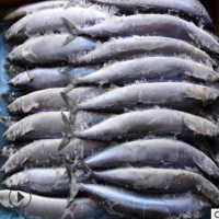 海鲜水产品秋刀鱼冰冻新鲜水产秋刀鱼优质冷冻野生秋刀鱼烧烤专用