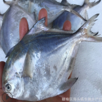 野生白鲳鱼平鱼银鲳鱼镜鱼东海小鲳鱼新鲜海鲜鲜活冷冻水产海鱼