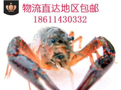 湖北潜江小龙虾鲜活水产 清水养殖 中青 中红 456钱 物流直达包邮图2