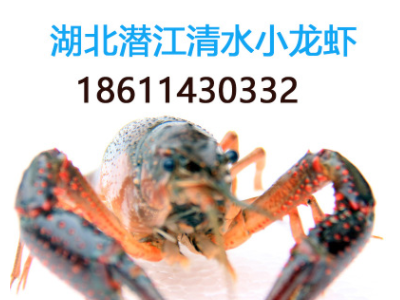 小龙虾 鲜活 淡水养殖 湖北潜江234钱 456钱789钱 包邮