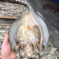 厂家批发500克晒制风干加州鲈鱼干 海鲈鱼干 海产品干货