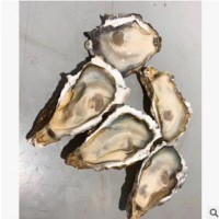 刺身全壳牡蛎 产地日本 刺身生蚝80-85只/箱 10KG装 诚寻餐饮合作