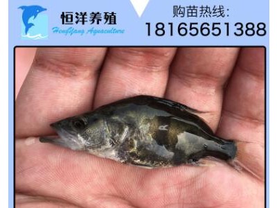 桂花鱼苗 斑鳜鱼苗 鳜鱼苗 翘嘴鳜鱼苗 花鲫鱼苗 桂花鱼图2