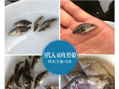 桂鱼苗鳜鱼季花鱼花鲫鱼苗活体养殖成活高图3