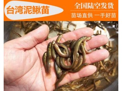 3-5厘米 台湾泥鳅苗 泥鳅鱼苗 泥鳅苗批发 养殖基地大量供应鱼苗图3