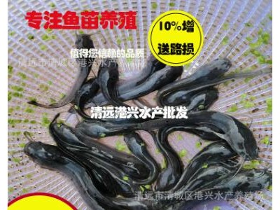 快大埃圾塘角鱼苗批发 胡子鲶鱼苗批发 塘角鱼苗好养殖存活率高图3