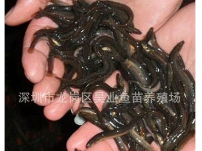 大量供应批发淡水养殖 泥鳅鱼苗价格实惠图3