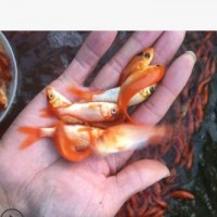 红鲤鱼苗批发 淡水鱼塘养殖食用活体 兴国红鲤鱼苗