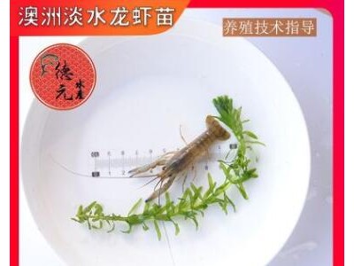 澳洲淡水龙虾苗 小龙虾苗 淡水养殖澳龙苗 澳洲龙虾养殖 蓝色虾图2