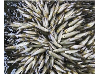 3-5公分淡水鲤鱼苗 优质水产养殖活鱼鱼类