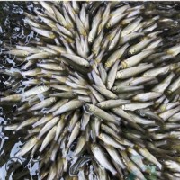 3-5公分淡水鲤鱼苗 优质水产养殖活鱼鱼类