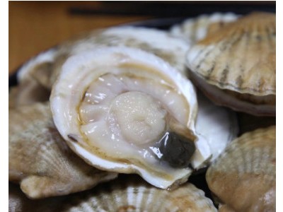 东港海场直销 水产海鲜白蚬子 鲜活海鲜供应酒店蛤蜊无沙白蚬子图3