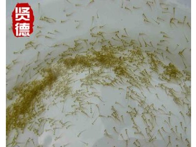 长江白鱼0.7cm水花苗长江翘嘴白鱼鲌鱼翘嘴红鲌苗图3