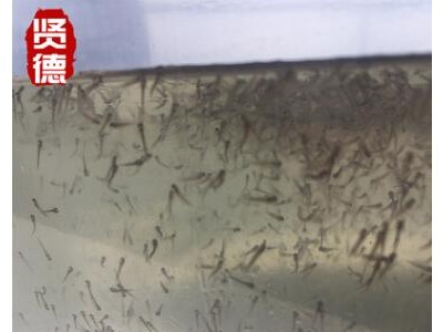 长江白鱼0.7cm水花苗长江翘嘴白鱼鲌鱼翘嘴红鲌苗图2