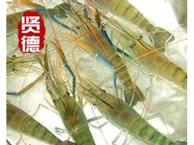 罗氏沼虾水花苗鱼苗虾苗品质好无铁虾数量足图3