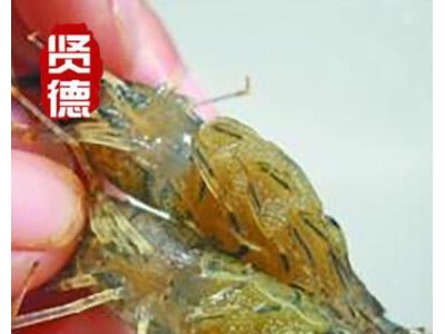 罗氏沼虾水花苗鱼苗虾苗品质好无铁虾数量足图2