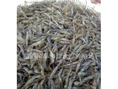 湖州青虾苗，河虾苗，2000尾左右一斤
