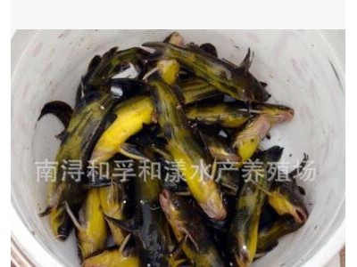 黄骨鱼苗 黄颡鱼苗 大小都有 各种规格图2