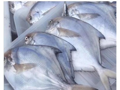 东海野生鲳鱼 冷冻新鲜白鲳鱼10斤