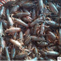 基地直销批发鲜活龙虾大量现货恒温配送包成活率淡水龙虾