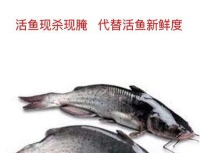 活鱼现杀野生清江鱼腌制反骨黑鮰鱼净重700-800克纸包鱼厂家