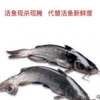 活鱼现杀野生清江鱼腌制反骨黑鮰鱼净重700-800克纸包鱼厂家