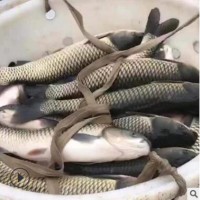 宜武地区养殖地区 新鲜活鱼直销多种活鱼