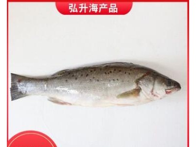 厂家直销 烟台海鲜 新鲜鲈鱼 海鲜批发销售