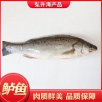 厂家直销 烟台海鲜 新鲜鲈鱼 海鲜批发销售