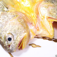 鱼类福建霞浦水产 鱼类海鲜 黄鱼鲞 水产品冷冻 20条/箱 厂家批发