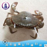 东山岛深海野生红鲟红膏螃蟹青螃蟹鲜活水产0.9斤/只