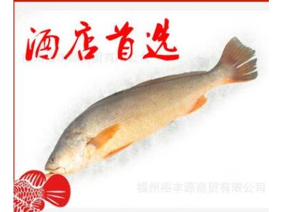 腌制大黄鱼/新鲜活冻大黄鱼/冰鲜黄鱼/精品黄鱼/冻黄鱼/黄鱼片