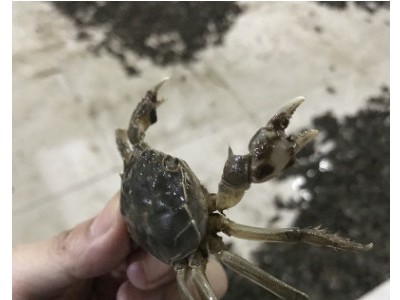 阳澄湖香辣蟹玻璃罐装320g小螃蟹即食大闸蟹麻辣零食熟食一件代发图3