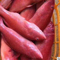 厂家直销：菲律宾印尼东星斑 海鲜鱼类 红东东星斑燕尾斑