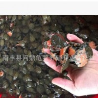 生态养殖中华鳖活体出售 龟鳖养殖场3-5克小甲鱼苗养殖