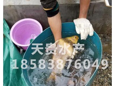 养殖场供应一帆风顺鱼苗批发价格淡水胭脂苗观赏鱼四川天贵水产图2