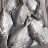 野生银鲳鱼规格2/4 3/5白鲳鱼鲳扁鱼海鲜水产冻鱼一件代发5斤/件