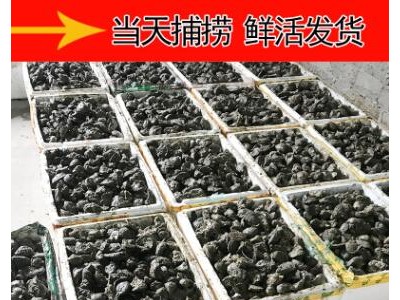 长沙湛江小生蚝鲜活水产海鲜新鲜特大带壳烧烤一箱整箱100斤批发图2