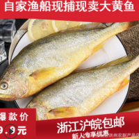 提前预定）新鲜野生海捕6-7条/斤毛鱼海刀鱼凤尾鱼类长江刀鱼