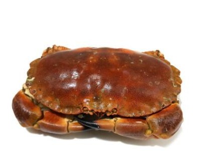 批发英国面包蟹超大熟冻黄道蟹即食面包螃蟹新鲜野生黄金蟹珍宝蟹