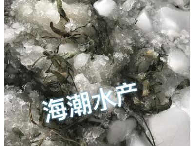 厂商供应高邮湖野生河虾新鲜冷冻剪虾图3